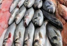 أسعار الأسماك والمأكولات البحرية اليوم